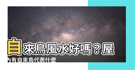 自來鳥 風水|【自來鳥 風水】自來鳥風水好嗎？屋內有自來鳥代表什麼？